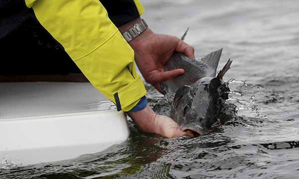 Picture of Suzuki powers the 2019 Beneteau Barracuda Tour②